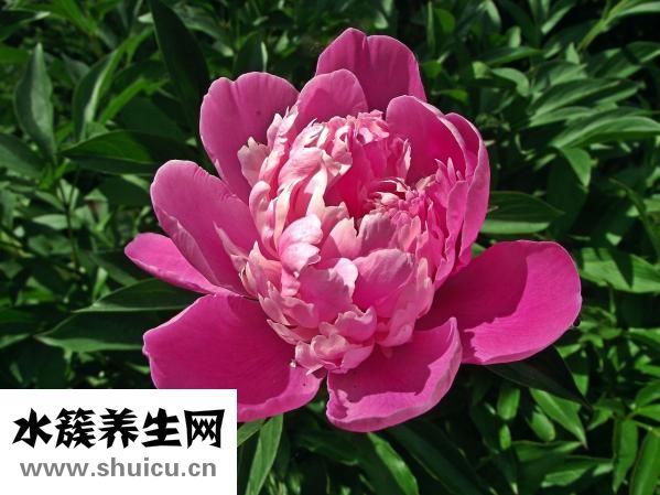 小牡丹怎么養