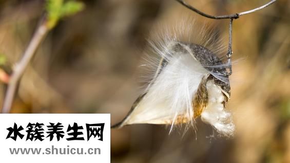 孢子怎么送禮