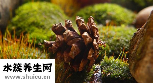 大松塔怎么吃