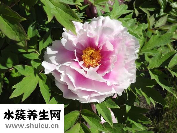 小牡丹怎么養