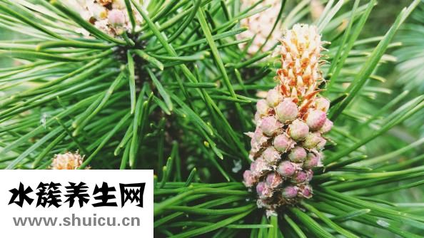 大松塔怎么吃