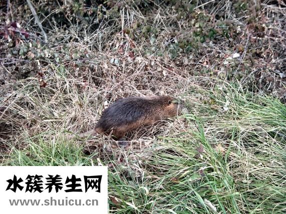 蛆怎么養殖