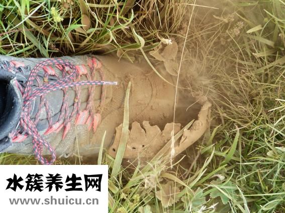 孢子怎么送禮