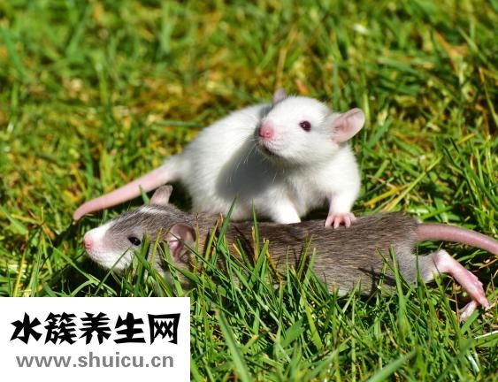 怕老鼠怎么辦
