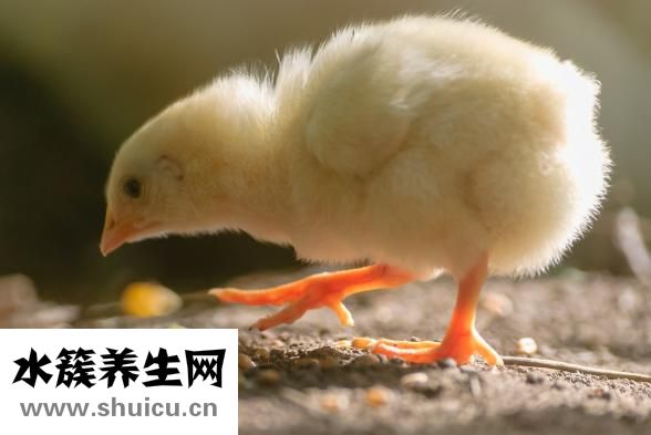 黃鱔怎么放血