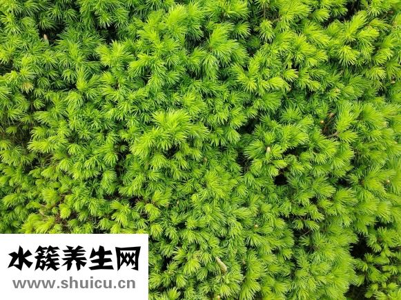羊毛衫怎么補