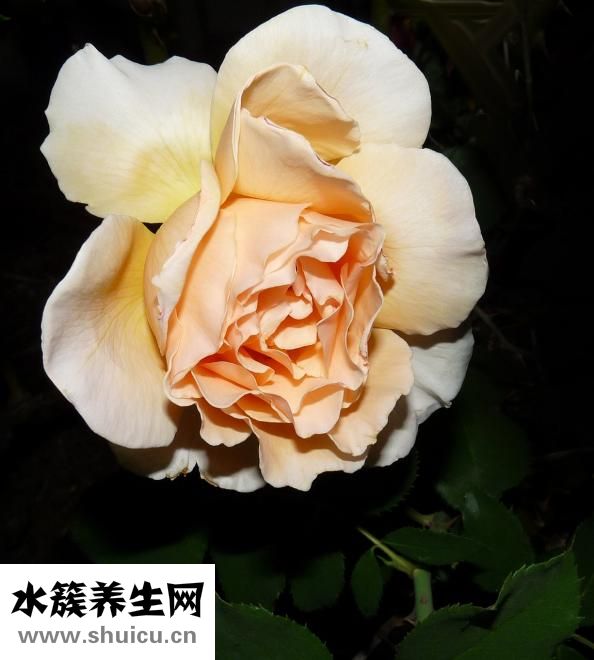玫瑰百合怎么養
