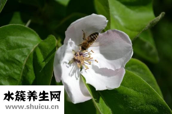 肚子腸鳴怎么回事