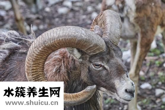 鹿茸怎么燉湯