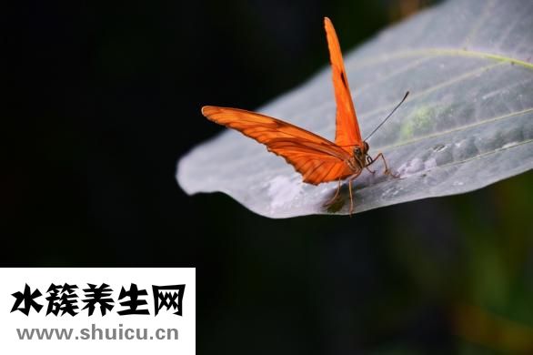 夜眼怎么鍛煉