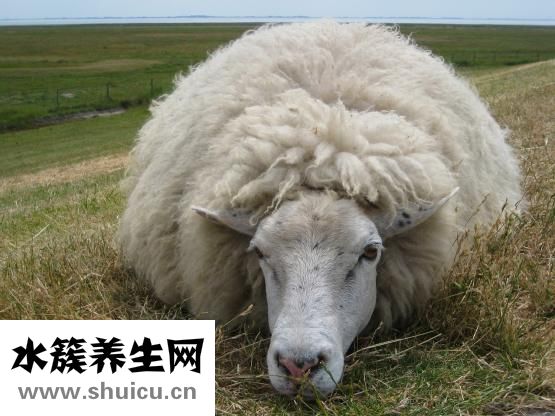 羊布病怎么治