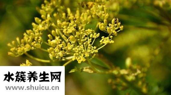 小青龍怎么燒