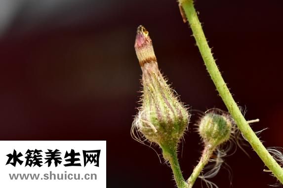 菩薩怎么擺