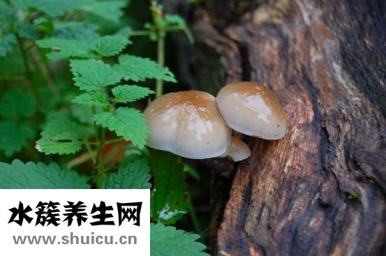 觀音土怎么吃