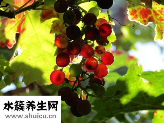 黃鱔怎么放血