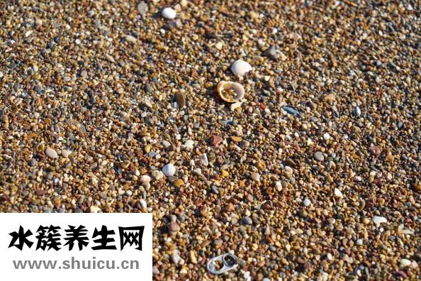 小青龍怎么燒