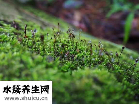 大腦瓜怎么吃