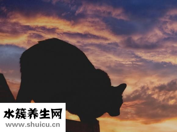 怎么保養肝臟