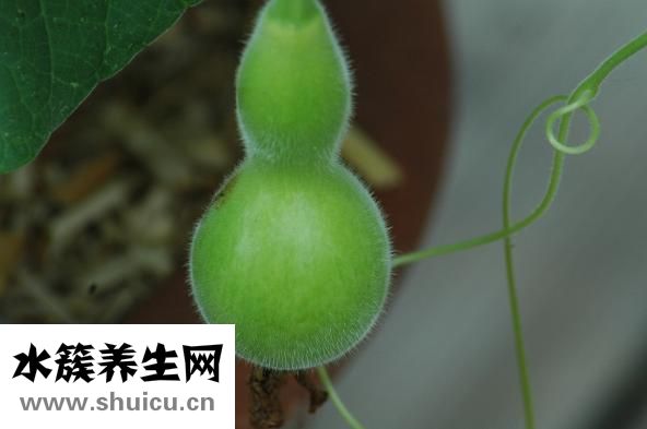 大腦瓜怎么吃
