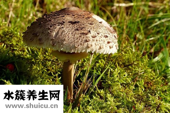 油蘑菇怎么洗