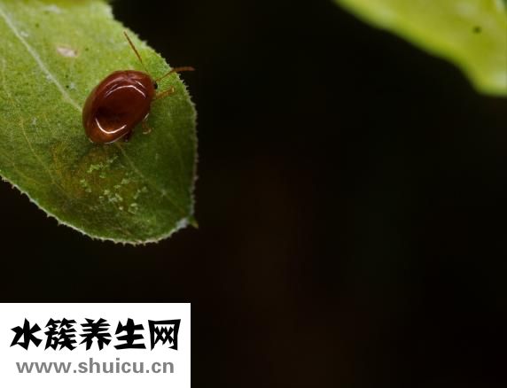 大腦瓜怎么吃
