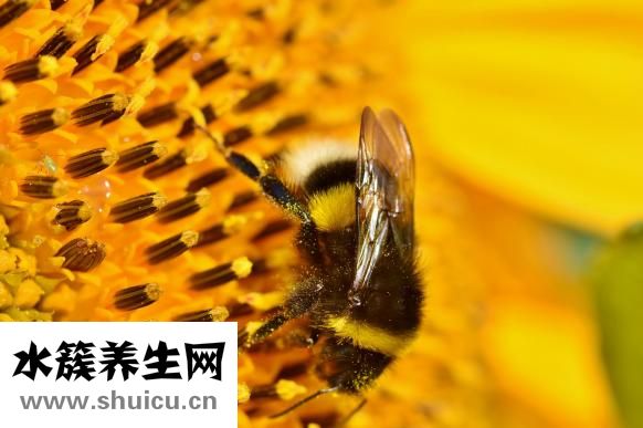 大腦瓜怎么吃