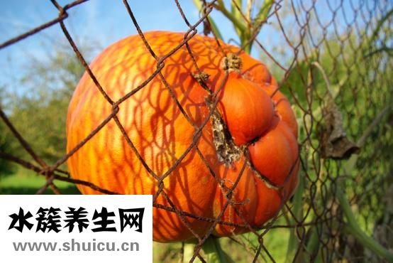 小南瓜怎么炒
