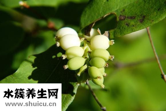 黃鱔怎么放血