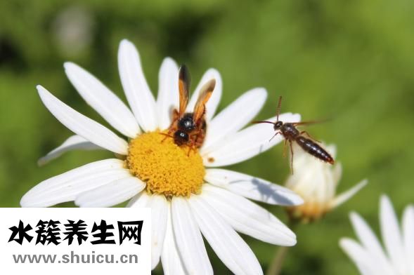 腸清茶怎么喝