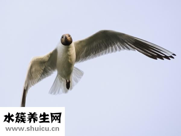 怎么畫海鷗