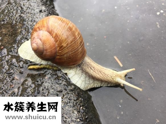 鯨魚怎么養