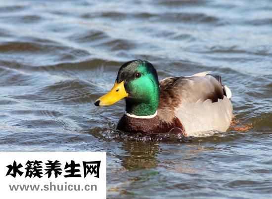 怎么保護好腎