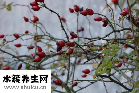怎么分辨漢桂