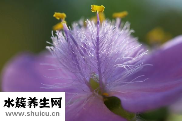 失眠用文言文怎么說
