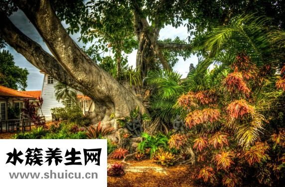 怎么分辨蠶沙