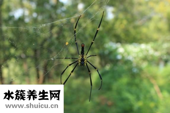 蟲藥怎么吃
