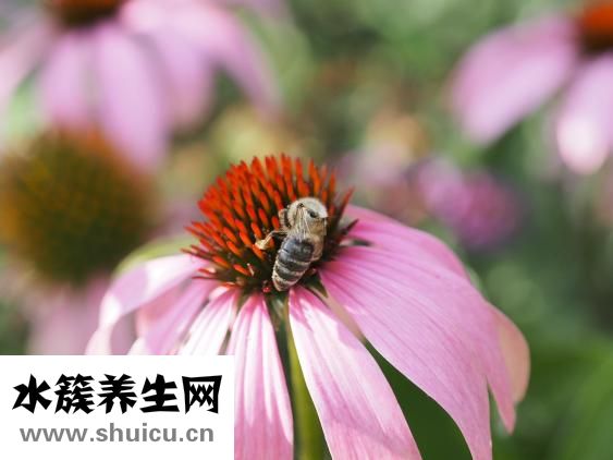 腸清茶怎么喝