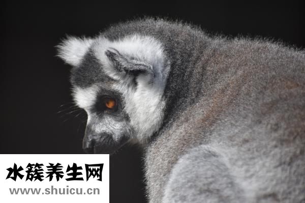 狗怎么懷孕