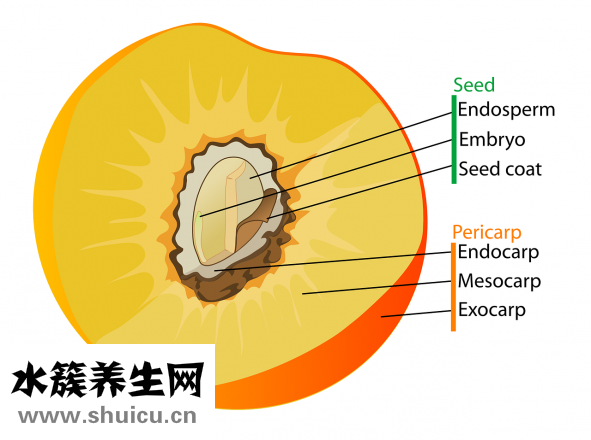 臉上長毛毛怎么辦