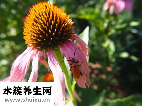 蟲藥怎么吃