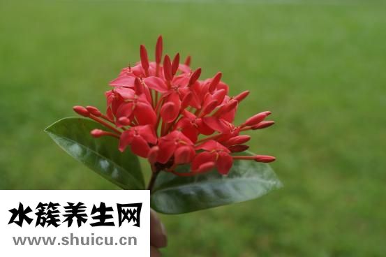 怎么煮涼粉