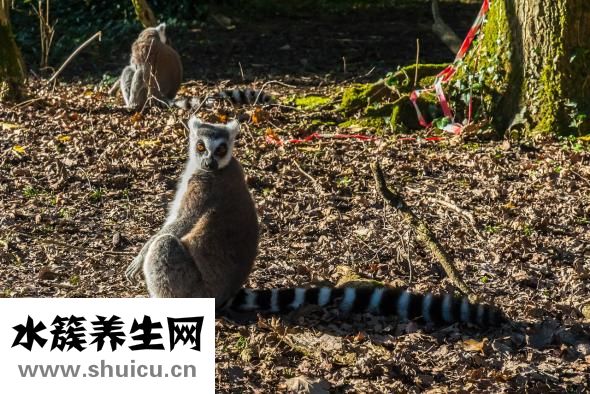 狗怎么懷孕