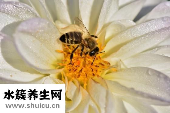 腸清茶怎么喝
