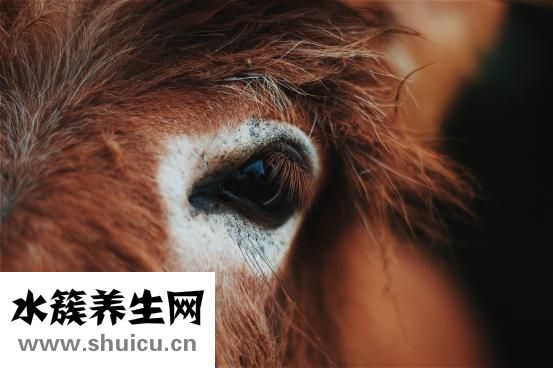 蟲子進眼睛怎么辦