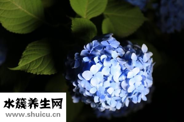 繡球花怎么插