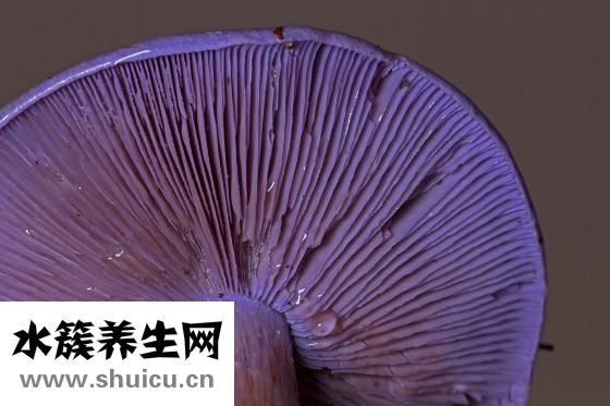 香菇轉色太淺怎么辦