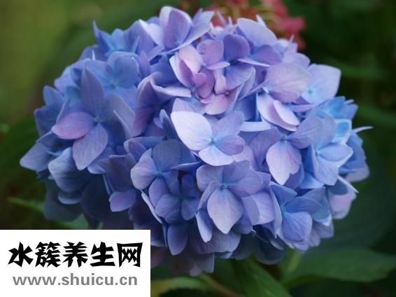繡球花怎么插