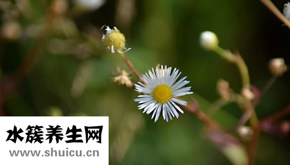 尖銳疣怎么治