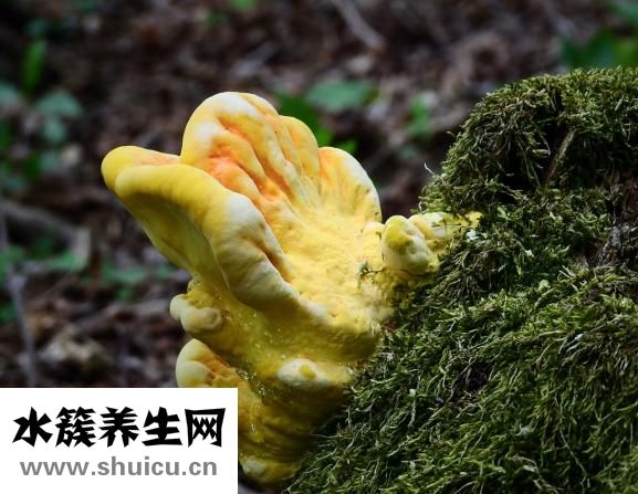 牛仔骨怎么做