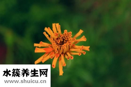 夏天嬰兒怎么